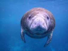 Crystal River Manatee Swim Tour