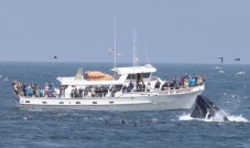 Monterey Bay Dolphin and Whale Watching Tour