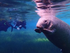 Crystal River Manatee Swim Tour