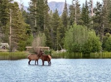 Estes Park: Rocky Mountain National Park Glass-Top Bus Tour