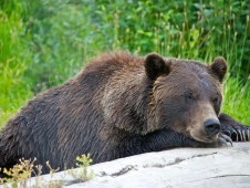 Alaska Wildlife & Glacier Train Adventure