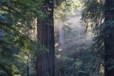 Muir Woods and Sausalito Tour