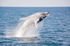 Boston: Whale Watching Catamaran Cruise