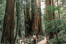 Muir Woods and Sausalito Tour