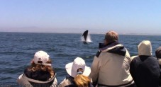 Monterey Bay Dolphin and Whale Watching Tour