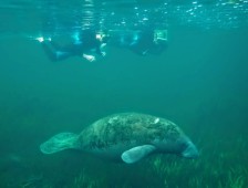 Crystal River Manatee Swim Tour